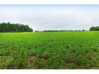 Property photo 2 - LAND AUCTION - 308+/- ACRES IN 7 TRACTS IN CARROLL & WHITE COUNTY, INDIANA